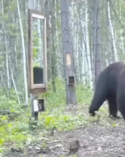 Bearly missed him!