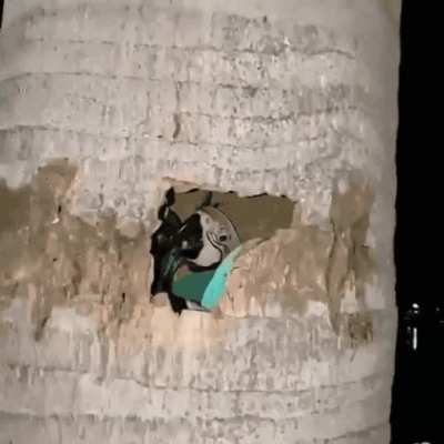 Odd tree