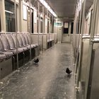 Nothing to see here. Just a couple of birds on their way to work.