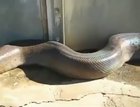 That's a big ass snake