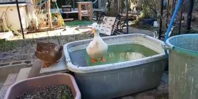 Quack Quack..... Quaackkk