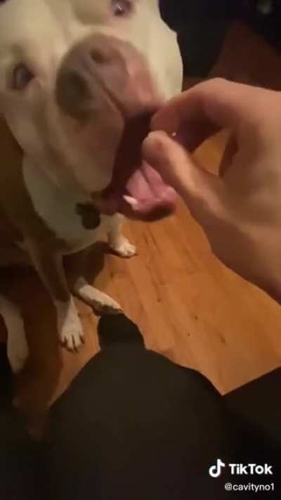 Dogs aren’t supposed to have jelly beans