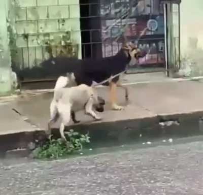 Dog walking dog