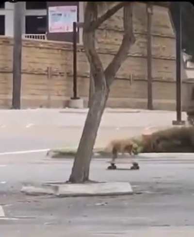 LOOK AT HIM GO