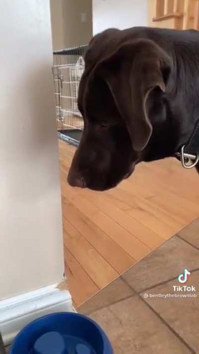 This dog's face perfectly describes what soda water tastes like
