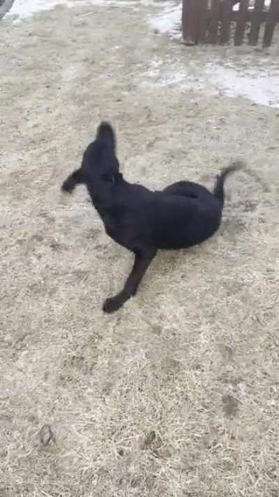 My dog Raven, being told exactly what she was hoping to hear.