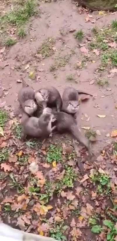 Otterly adorable