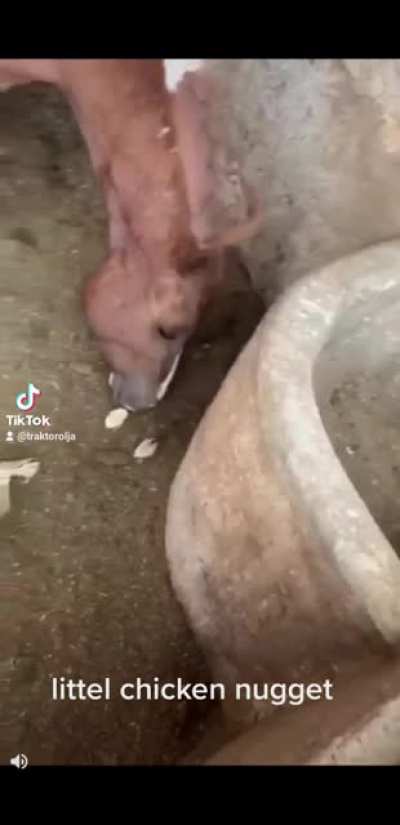 @traktorolja my tiktok. 