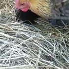 They've hatched!