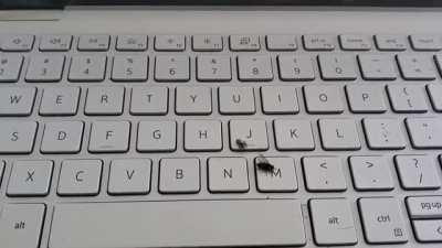 Spider-bro takes care of annoying fly for me