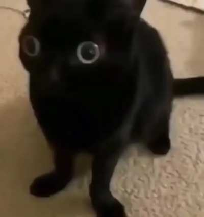 Gato cheradasso