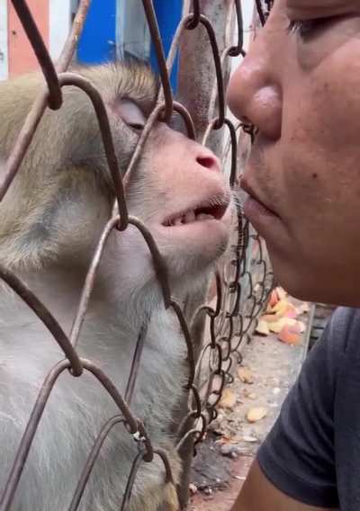 Romantic Chinese monkey 🥰