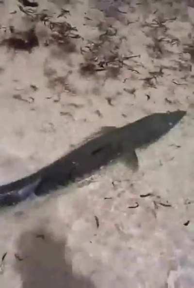 Maybe Maybe Maybe