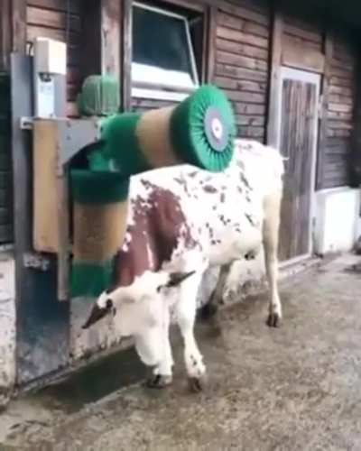 How can a cow enjoy a massage but have 