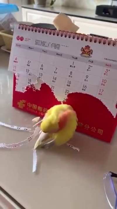 Lovebird adding artificial wings.