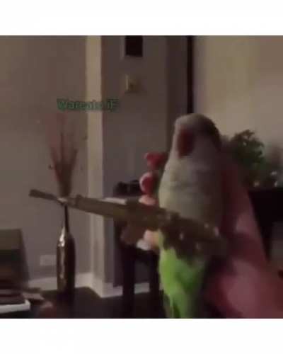 Periquito carioca 