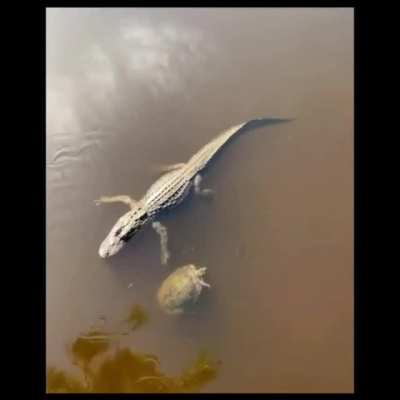 Crocodile and turtle in a lake!