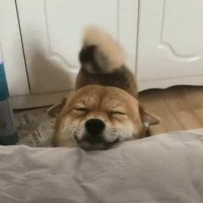 Morning Dog