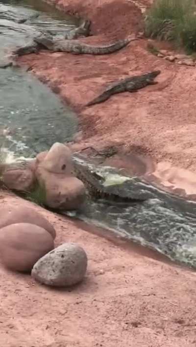 Gator rapids
