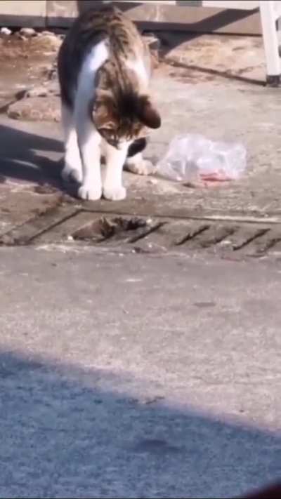 Urban kitty, hunting