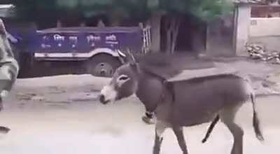 Ослик любит своего хозяина