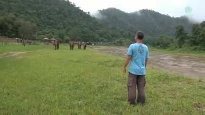 In Thailand, these elephants were rescued from abuse. They were brought to a sanctuary where a caretaker raised them with affection and love. Watch their reaction when they hear his voice. This is love.