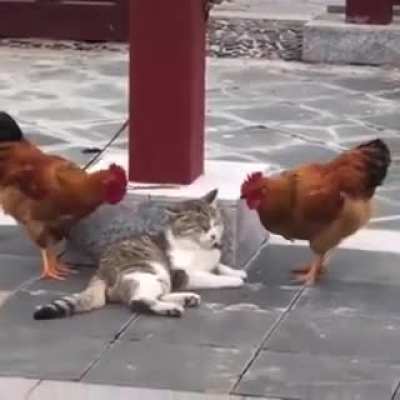Poor cat just wanted to have a nap