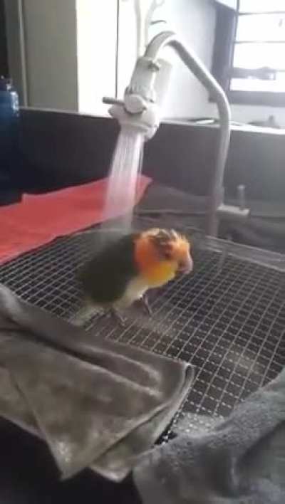 shower