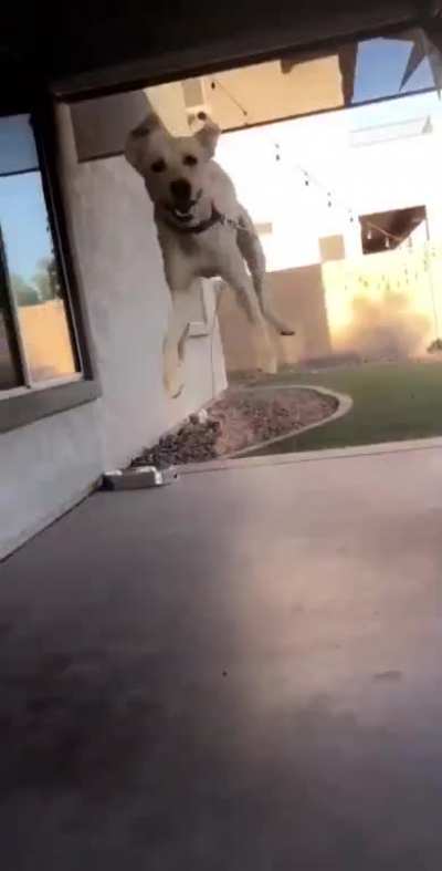 Happy to see his dogsitter.