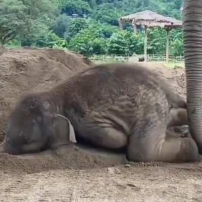 Naughty baby elephant💗🐘❤️