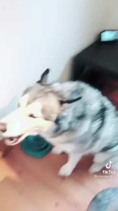 Huskies being Huskies, golden knew what was going to happen