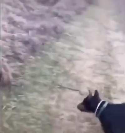 I can't walk past this snake