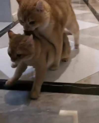 Mom & Big kitten
