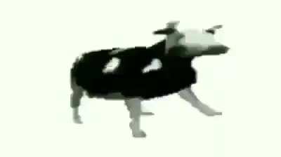 Polish cow song