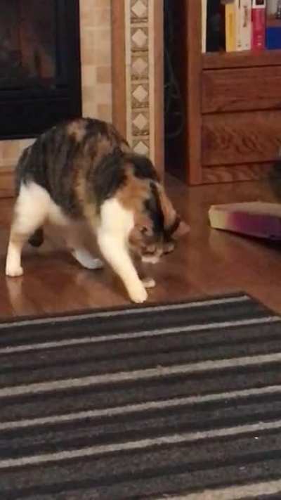 Afraid rug will tap back.