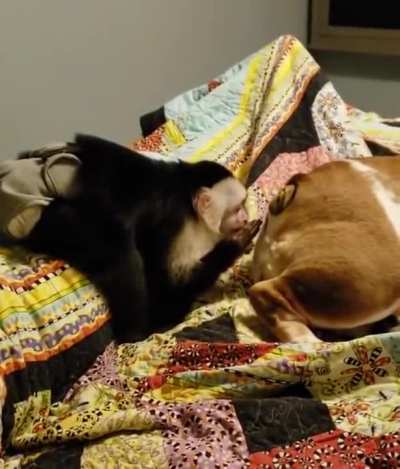 Monkey smells doggie