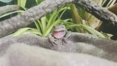 The cutest frog yawn!
