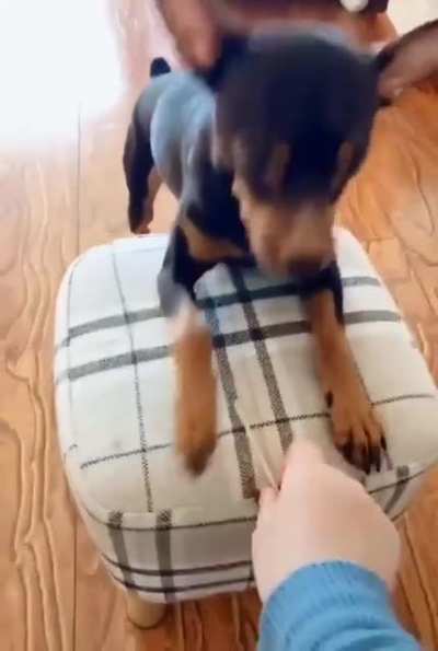 This Derp just wants his ears cleaned, is all.