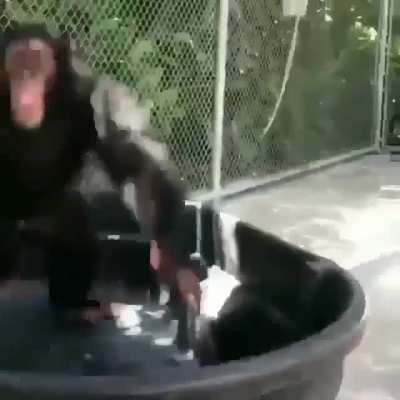 Monky takes down stopid homan 👑👑 the war has beegun!! 🐵🦍🦧🐒 vs 👴🏼