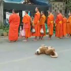 Wow, doggo is really getting into the chant!