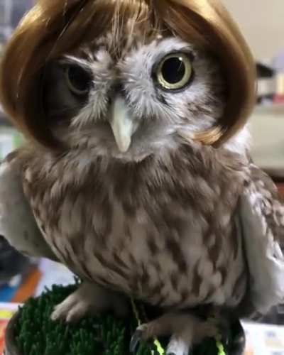 Head-wig