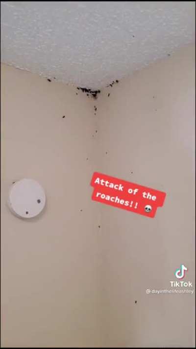 Attack of the Roaches