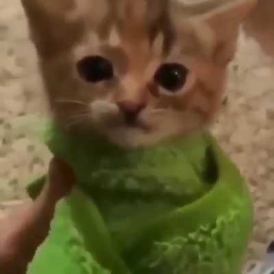 cat