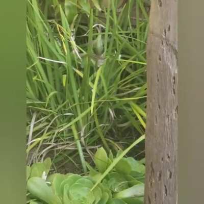 Hummingbird picks up and carries another bird!
