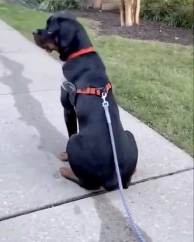 Blake doesn’t even notice the leash is on the floor when he looks backwards
