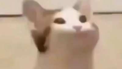 Pop cat