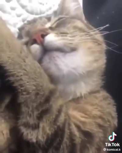 cats