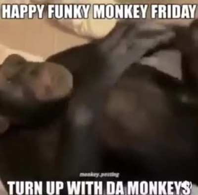 Sad day 4 monkeys