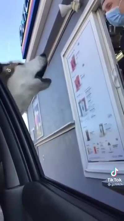Dog is such a Karen smh