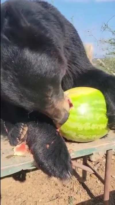 Bear receives a tasty gift